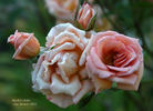 Michel Cholet ™ rose photo