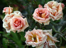 Michel Cholet ™ rose photo