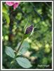 Dark Angel rose photo