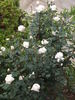 Sir Frederick Ashton rose photo