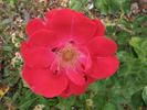 Fanal rose photo