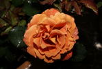 Spirit Dance rose photo