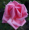 Otto von Bismarck rose photo