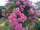 Schuss ® rose photo