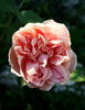 Duarte de Oliveira rose photo