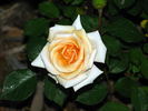 Sam Trivitt rose photo