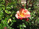 Striped Delight rose photo