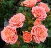 Hand in Hand rose photo