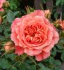Hand in Hand rose photo