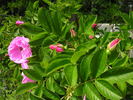 Monte Rosa rose photo