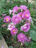 Sven rose photo