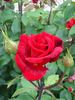 Erika Pluhar rose photo