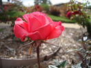 Spellbound ™ rose photo