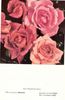Elizabeth of York rose photo