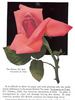 Elizabeth of York rose photo