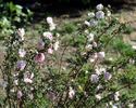 Carnea plena rose photo