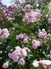 Exquisite rose photo