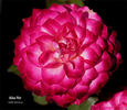 Alice Pat rose photo