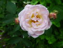 Docteur Ricaud rose photo