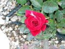 Ricky Hendrick rose photo