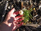 Littlest Angel rose photo