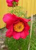 Herrgårdspion peony photo