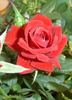 Scarlet Pimpernel rose photo