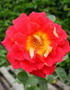 Papilio rose photo