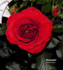 Fluorescent ® rose photo