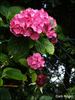 Dark Angel rose photo