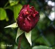 Dark Angel rose photo