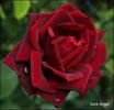Dark Angel rose photo