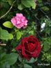 Dark Angel rose photo