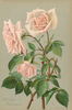 Mrs. Bosanquet rose photo