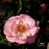 Lilibet rose photo