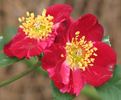 Hanini rose photo