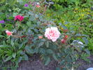 Sussex rose photo