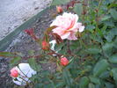 Sussex rose photo