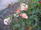 Sussex rose photo
