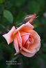 Michel Cholet ™ rose photo