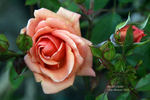 Michel Cholet ™ rose photo