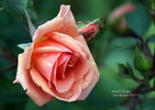Michel Cholet ™ rose photo