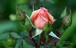 Michel Cholet ™ rose photo