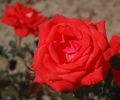 Clotilde Courau® rose photo