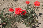 Clotilde Courau® rose photo