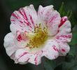 Jan Steen rose photo