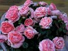 Josiane Pierre-Bissey rose photo