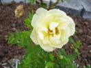 Gottfried Keller rose photo