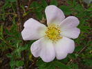Ross Rambler 6 rose photo