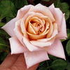 Dusty Rose rose photo